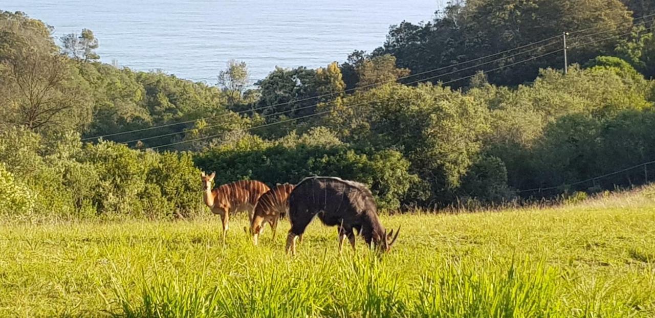 Hakuna Matata Wildernis Eksteriør bilde